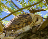 Sleepy Barn Owl