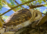 Sleepy Barn Owl