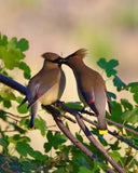 Cedar Waxwing Pair Sharing a Berry