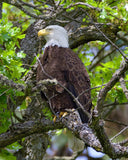 Bald Eagle in Summer
