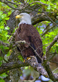 Bald Eagle in Summer