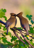 Cedar Waxwing Pair Sharing a Berry
