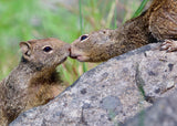 California Ground Squirrels Kissing