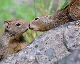 California Ground Squirrels Kissing