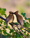 Cedar Waxwing Pair Sharing a Berry