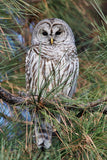 Greeting Cards with 4x6 Mounted Photo