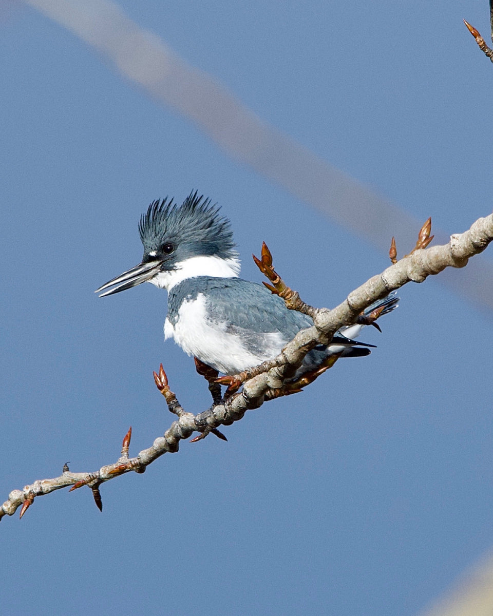 Place it, and they will come. Belted Kingfisher