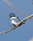 Belted Kingfisher on a Blue Sky Day