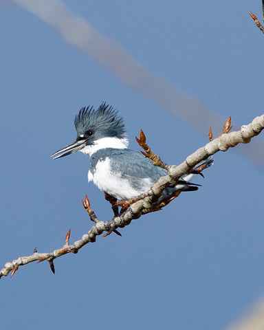Belted Kingfisher on a Blue Sky Day