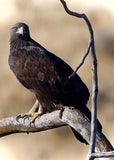 Golden Eagle