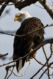 Greeting Cards with 4x6 Mounted Photo