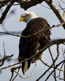 Bald Eagle with Head Turn