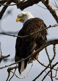 Bald Eagle with Head Turn