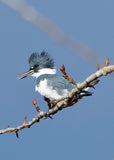 Belted Kingfisher on a Blue Sky Day