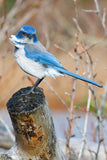 Greeting Cards with 4x6 Mounted Photo