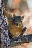 Greeting Cards with 4x6 Mounted Photo