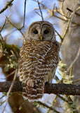 Barred Owl Looking Back