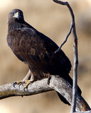 Golden Eagle