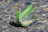 Praying Mantis