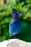 Stellar's Jay