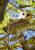 Barn Owl