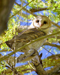 Barn Owl