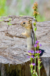 Greeting Cards with 4x6 Mounted Photo