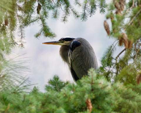 Great Blue Heron in a Frame of Trees