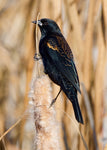 Red-winged Blackbird on a Cattail Plant.