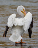 American White Pelican Drying Its Wings