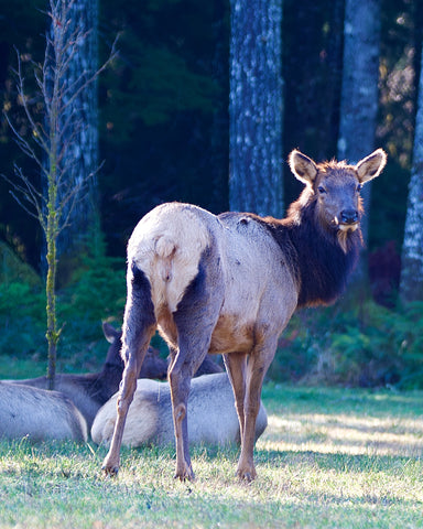 Elk on a Early Morning