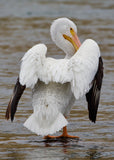American White Pelican Drying Its Wings