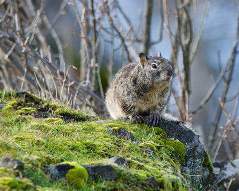 Ground Squirrel in the Winter