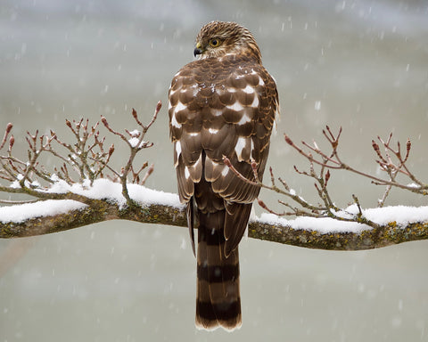 Young Sharp-shinned Hawk on a Snowy Day