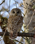Barred Owl Looking Back