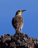 Western Meadowlark Sitting on its Rock Perch