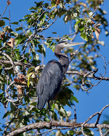 Great Blue Heron High in a Tree