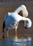 American White Pelican In a Silly Position