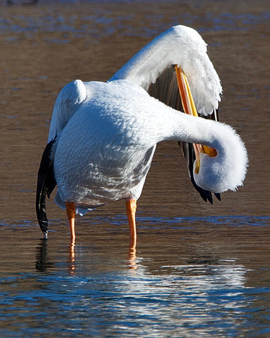 American White Pelican In a Silly Position