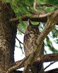 Great Horned Owl Sitting in a Tree