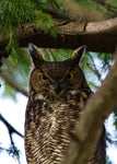 Big Eyed Owl