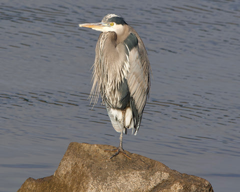 Great Blue Heron Sitting on a Rock