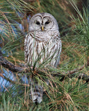 Barred Owl in a Pine Tree