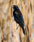 Red-winged Blackbird on a Cattail Plant.