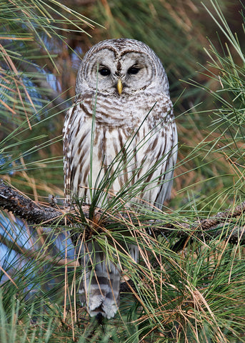 Barred Owl in a Pine Tree
